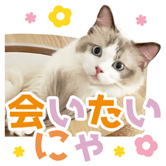 [LINEスタンプ] ラグドール猫♡いおたん2023