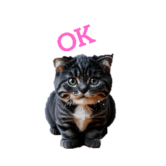 [LINEスタンプ] スコティッシュフォールド scottish fold.