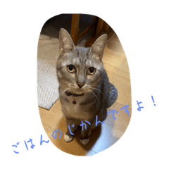[LINEスタンプ] NeCoの猫スタンプ