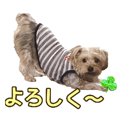 [LINEスタンプ] そら（垂れ耳ヨーキーの女の子）