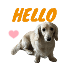[LINEスタンプ] HELLO Dachs