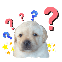 [LINEスタンプ] ラブラドールパピー ベニーっ子7