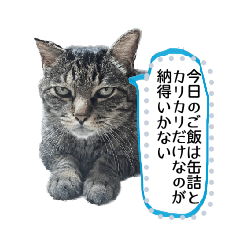 [LINEスタンプ] ミートとゆかいな仲間たちの日常