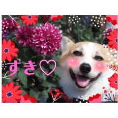 [LINEスタンプ] こっこまちゃん第2弾