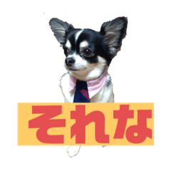 [LINEスタンプ] チワワスタンプ77