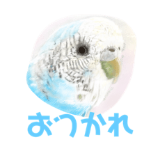 [LINEスタンプ] インコとっても可愛い〜スタンプ