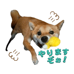 [LINEスタンプ] 可愛い柴犬「桜」のスタンプ（擬音ひと言)