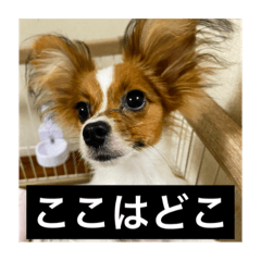 [LINEスタンプ] パピヨンのさちです。