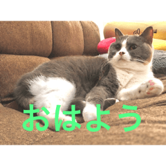 [LINEスタンプ] ブリティッシュショートヘア「ぽてと」