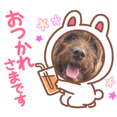 [LINEスタンプ] 天才！！f1labradoodleばぶ君 2。