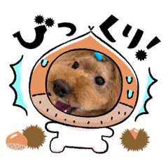 [LINEスタンプ] 我が家のアイドル犬 チェブ君
