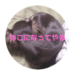 [LINEスタンプ] DOG DAY    大切にしてる？ #犬の日