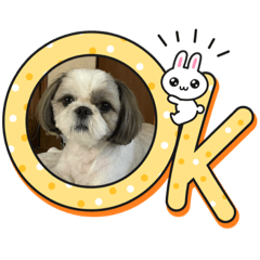 [LINEスタンプ] 景子ちゃん家のテン