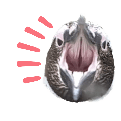 [LINEスタンプ] ペンギンの日常(水族館)①