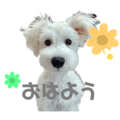 [LINEスタンプ] 白くまのクゥ2