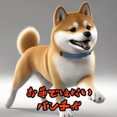 [LINEスタンプ] 生意気な柴犬ステッカー