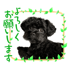 [LINEスタンプ] チャイ君のスタンプ①