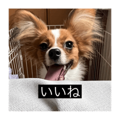 [LINEスタンプ] パピヨンのさちです。つ〜の画像（メイン）