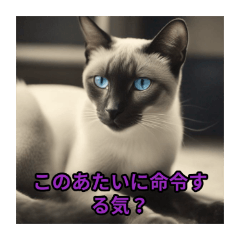 [LINEスタンプ] 偉そうな猫スタンプ集