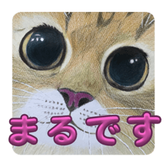 [LINEスタンプ] おおさかねこちゃん9