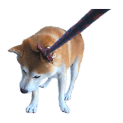[LINEスタンプ] 柴犬オルちゃんスタンプ⑦