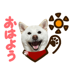 [LINEスタンプ] 白柴犬40面相スタンプ(実写)6