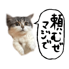 [LINEスタンプ] ゆゆの口癖を言う猫の画像（メイン）