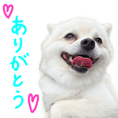 [LINEスタンプ] 犬の日常スタンプ そらとくう