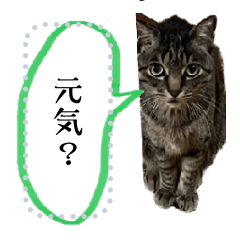 [LINEスタンプ] ミートとゆかいな仲間たちの日常2