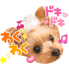 [LINEスタンプ] キュン！リリィ⭐︎