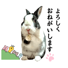 [LINEスタンプ] ミニうさぎダッチ⑥