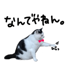 [LINEスタンプ] ボス猫、かっぱちゃん【修正版】