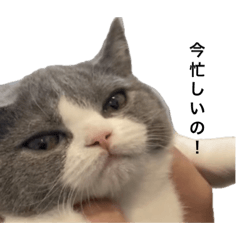 [LINEスタンプ] どれみの日常会話