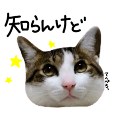 [LINEスタンプ] 我が家の愉快な猫様たち