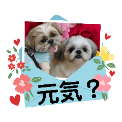 [LINEスタンプ] はると（シーズー）        時々ルフィ