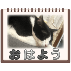 [LINEスタンプ] 私の猫 LINEスタンプ