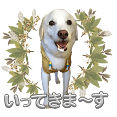 [LINEスタンプ] ラブラドールな毎日♡犬の日スペシャル40