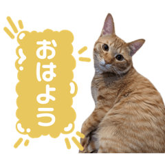 [LINEスタンプ] れもん♡みかん