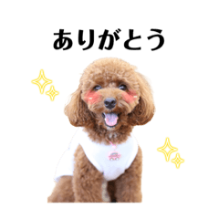 [LINEスタンプ] トイプードルモカスタンプ①