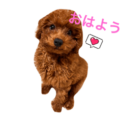 [LINEスタンプ] トイプーのロンくん⓵