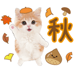 [LINEスタンプ] かわいい猫❤️飛び出す❤️ねこ❤️秋の画像（メイン）