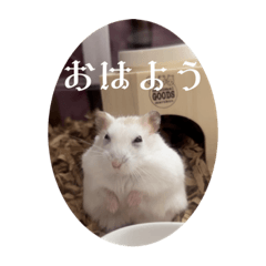 [LINEスタンプ] みじゅきのstamp