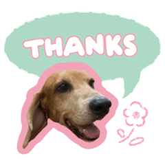 [LINEスタンプ] 元宝の犬生の画像（メイン）