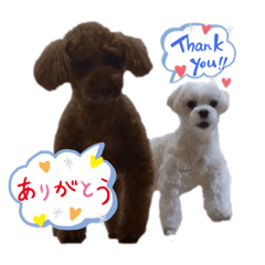 [LINEスタンプ] トイプードル毎日可愛い40スタンプ犬の日