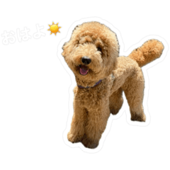[LINEスタンプ] スタンダードプードル ガブの日常