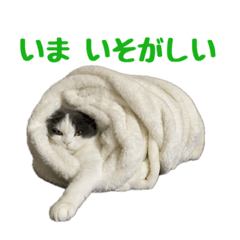 [LINEスタンプ] 色々使えるネコスタンプの画像（メイン）