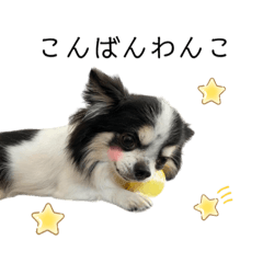 [LINEスタンプ] チワワのあんこスタンプ①