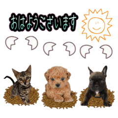 [LINEスタンプ] トイプードル＆フレンチブルドッグ＆ベンガル