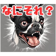 [LINEスタンプ] 鮮やかなボストンテリアの表現