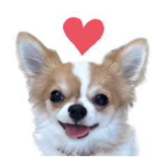 [LINEスタンプ] チワワのらいちゃんと申します
